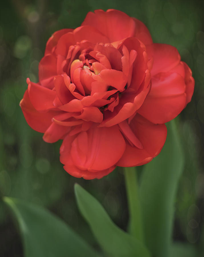 Peony Flowering Tulip Photograph by Sylvia Goldkranz