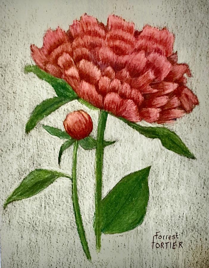 Peony Drawing by Forrest Fortier