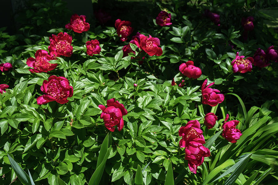 Peony Garden - Biophilic Superabundance in Flamboyant Crimson and Emerald Green Photograph by Georgia Mizuleva