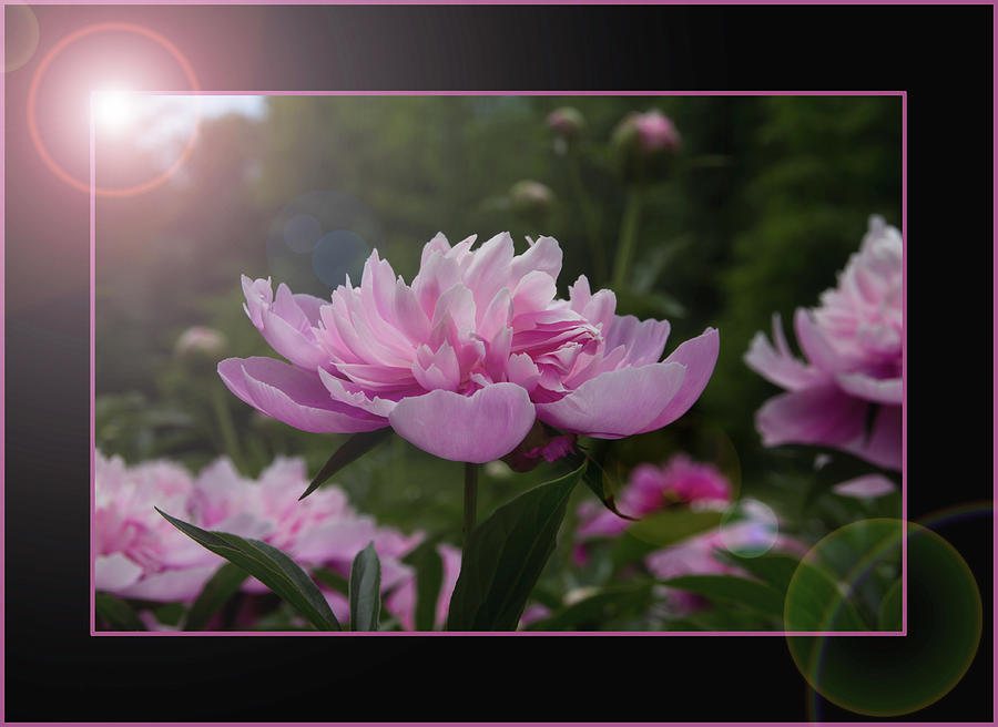 Spring Photograph - Peony Garden Sun Flare by Patti Deters