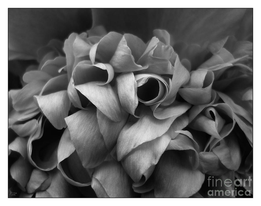 Peony in Black and White Photograph by Jeff Breiman