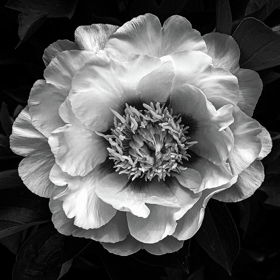 Peony in black and white Photograph by Jim Feldman