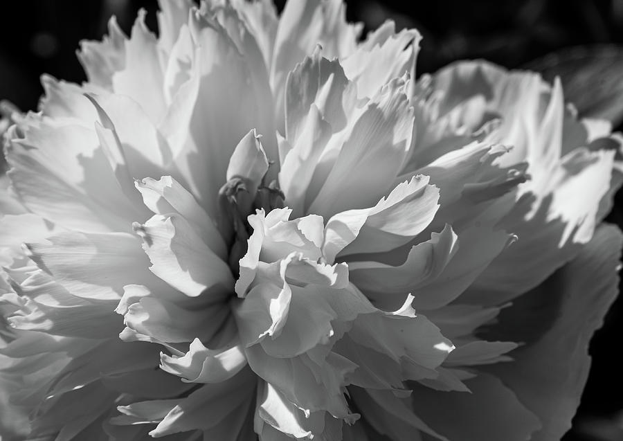 Peony in Black and White Photograph by Lynn Thomas Amber