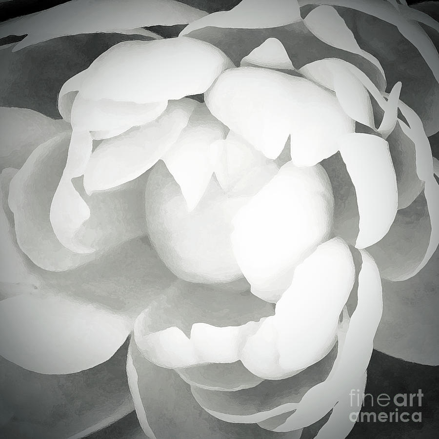 Peony in Black and White Photograph by Tina Uihlein
