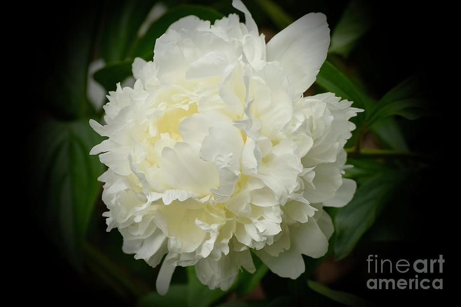 Peony In Bloom Photograph by Jeannie Rhode
