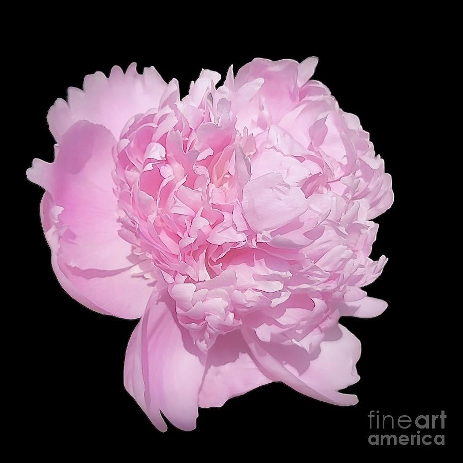 Fluffy Pink Petals   Photograph by Jeannie Rhode