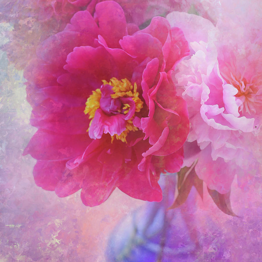 Peony In Pink Photograph