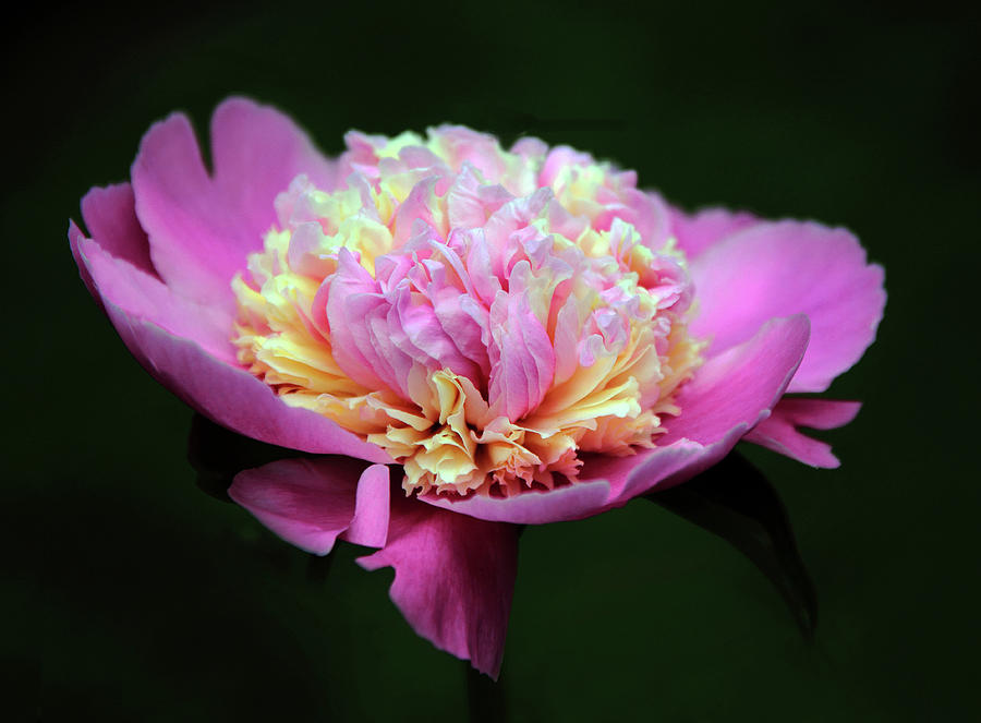 Peony in Pink Photograph by Jessica Jenney