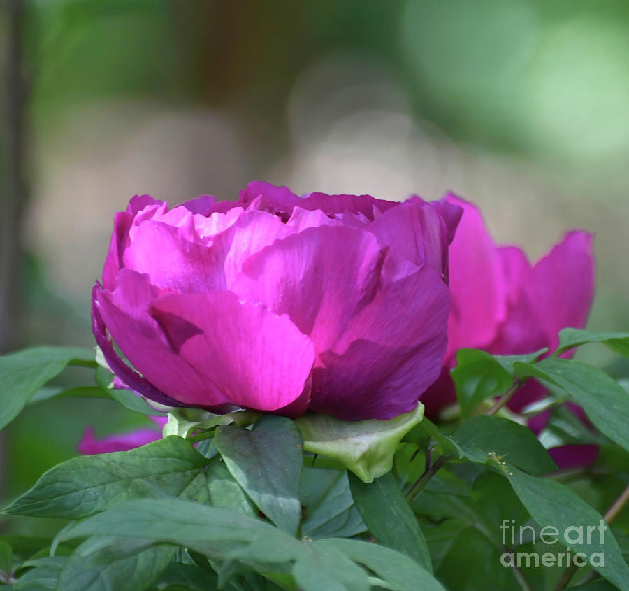 Peony in Pink Photograph by Kerri Farley