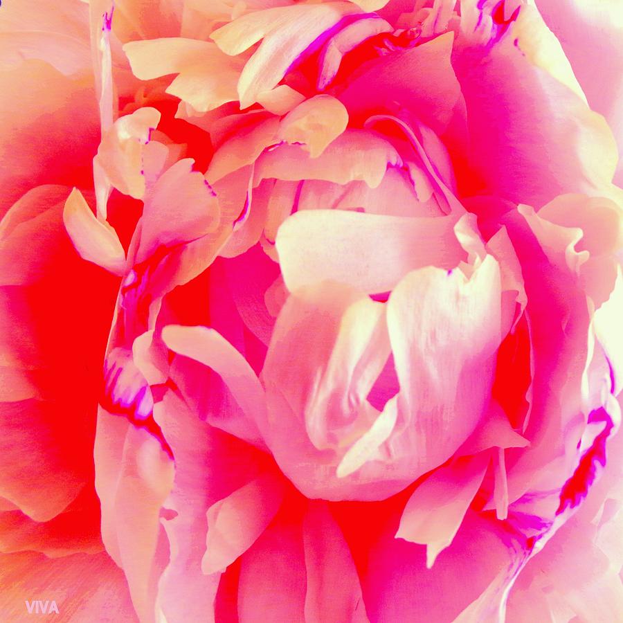 Peony In Rapture -  Unframed Photograph by VIVA Anderson