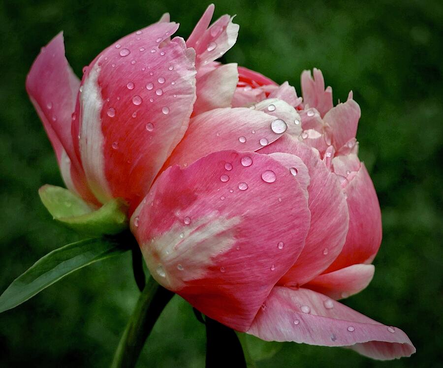 Peony in the Rain Photograph by Sarah Lilja Peony in the Rain Photograph by Sarah Lilja