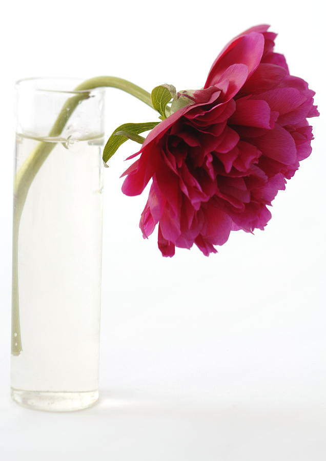 Peony in vase Photograph by Michele Constantini
