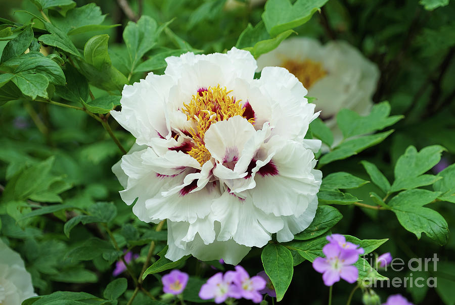 Peony in White and Purple Photograph by Rachel Cohen