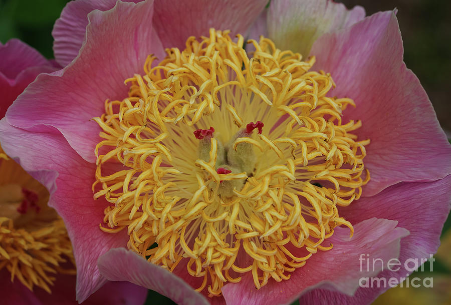 Nature Photograph - Peony Inner Workings by Rachel Cohen