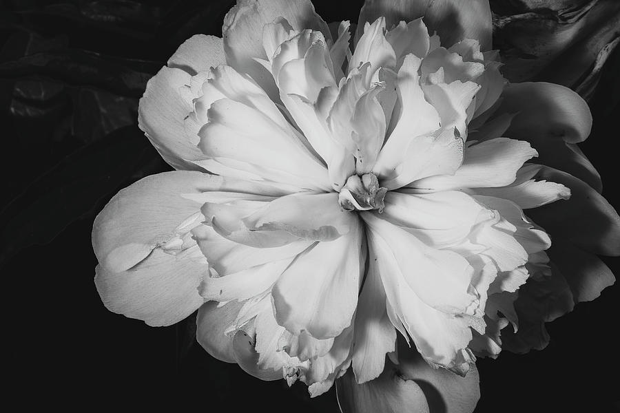 Peony Lactiflora Photograph by Ray Silva