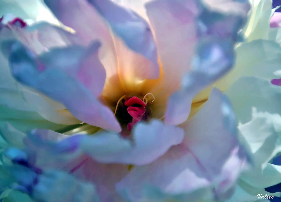 Peony Lips Photograph by Vallee Johnson