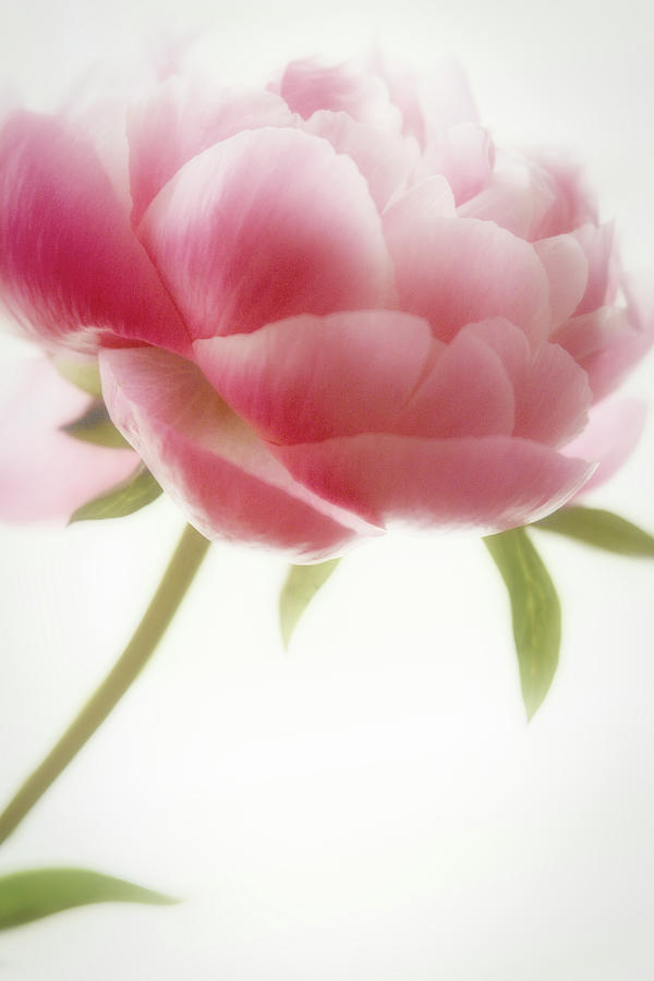 Flower Photograph - Peony Love 1 by Diane Alexander