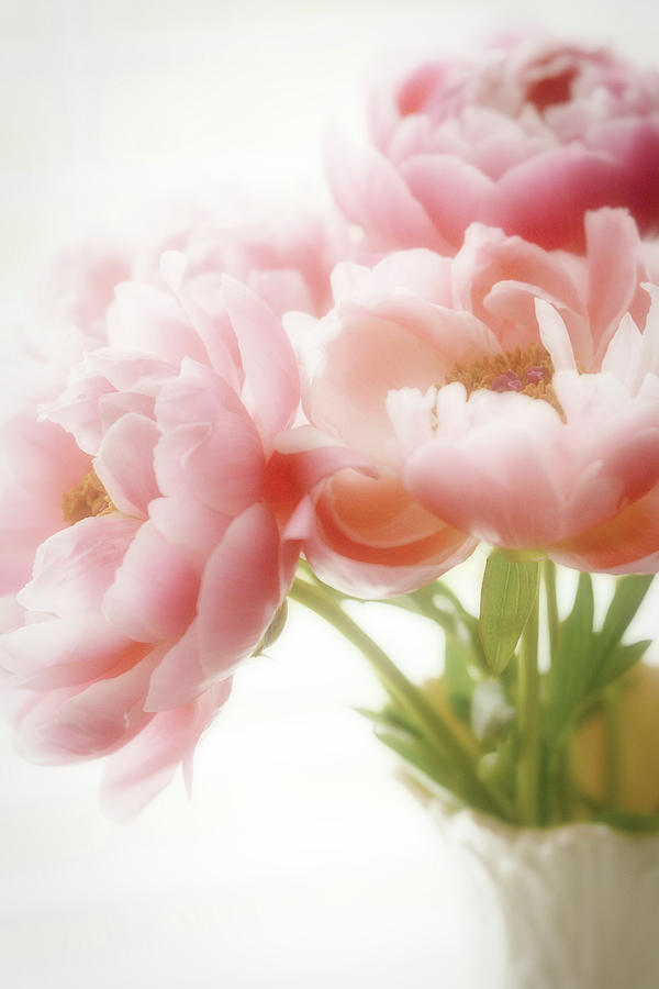 Flower Photograph - Peony Love 2 by Diane Alexander