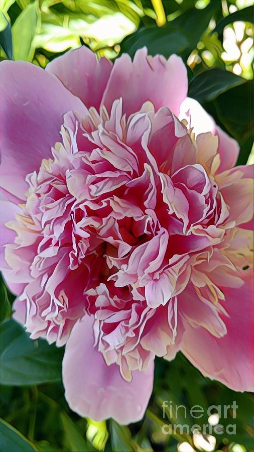 Peony Painting by Marilyn Smith
