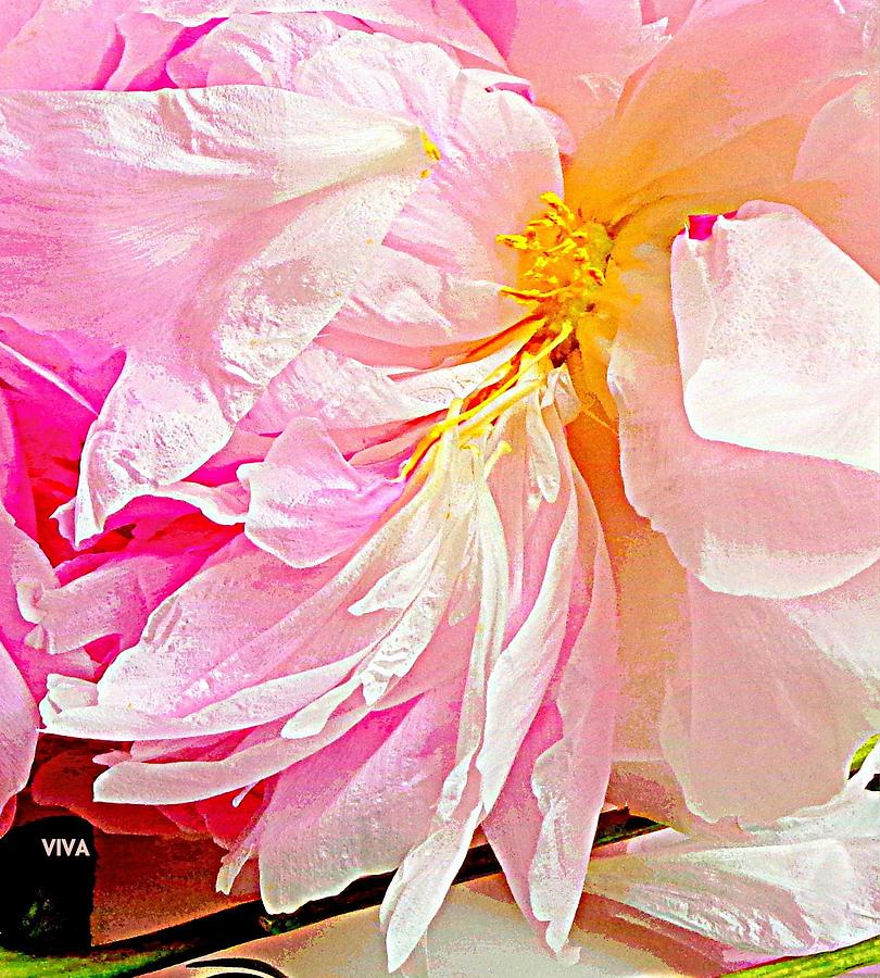 Peony Moderne The Crop Photograph by VIVA Anderson