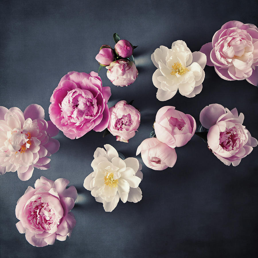 Peony No. 44 by Allison Trentelman Peony No. 44 by Allison Trentelman