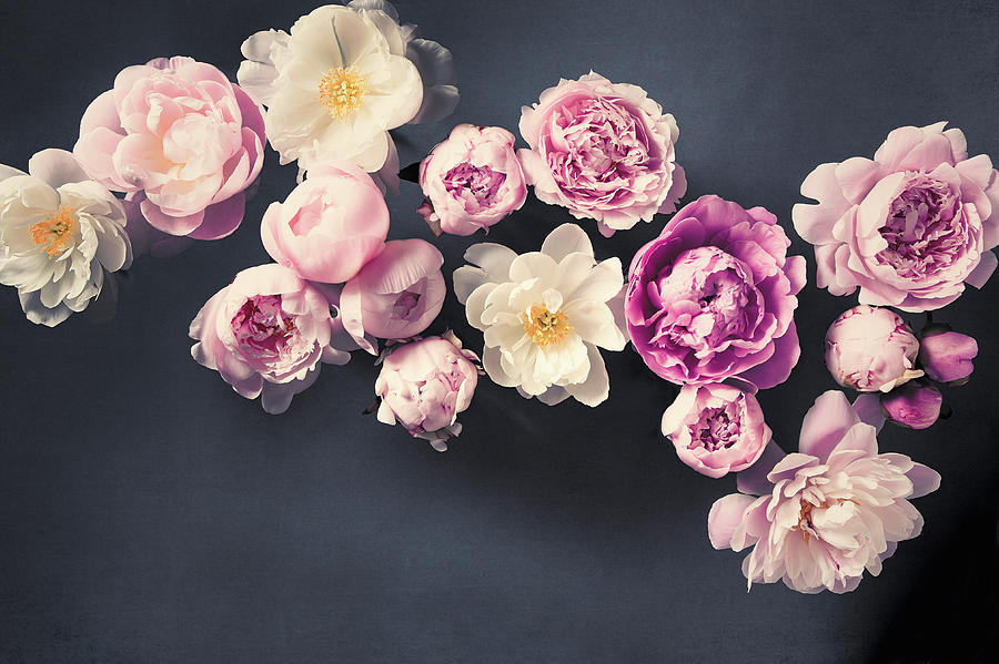 Peony No. 49 by Allison Trentelman Peony No. 49 by Allison Trentelman