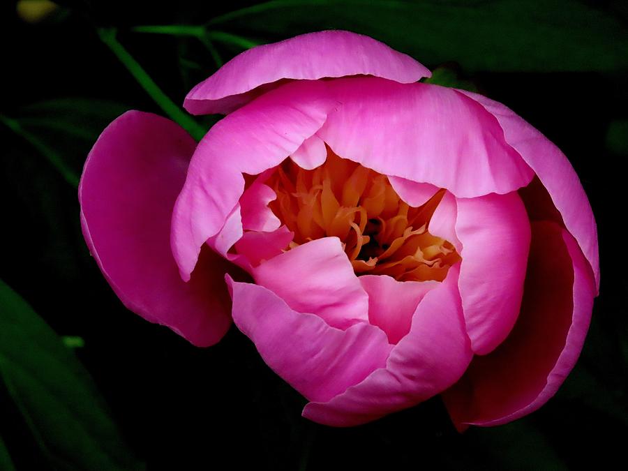 Peony - No. One Photograph by Linda Stern