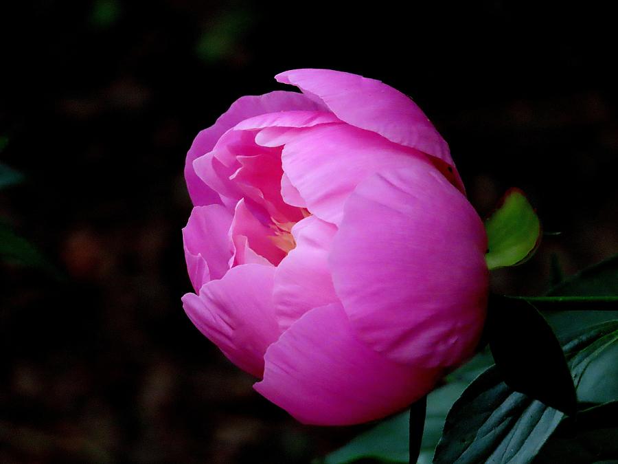 Peony - No. Two Photograph by Linda Stern