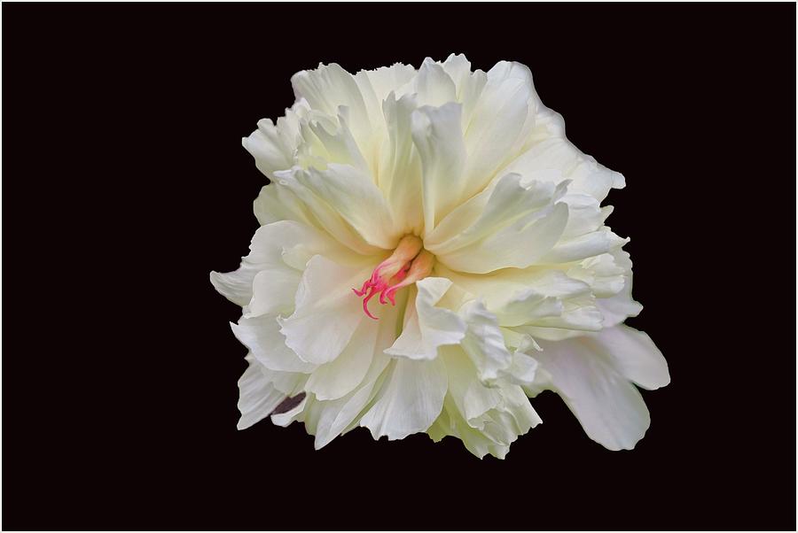 Peony On A Black Background Photograph by Reese Lewis