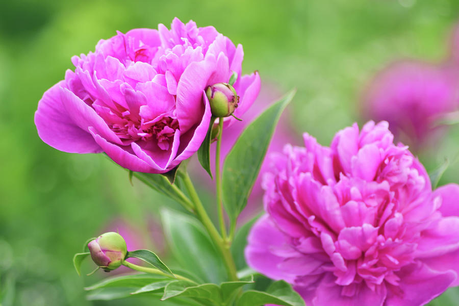 Peony paeonia purple flowers in bloom Photograph by Johana Mlichova ...