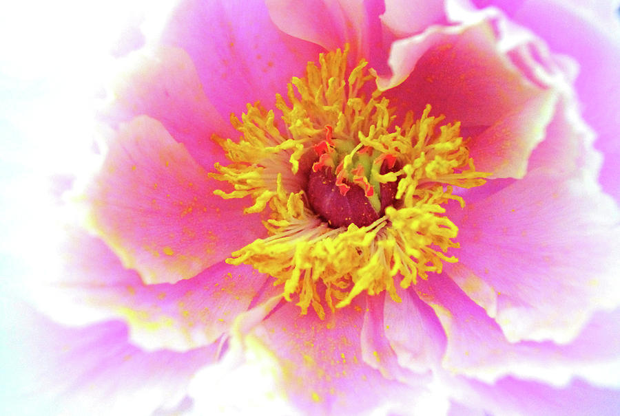 Peony Pollen Photograph by Susan Maxwell Schmidt