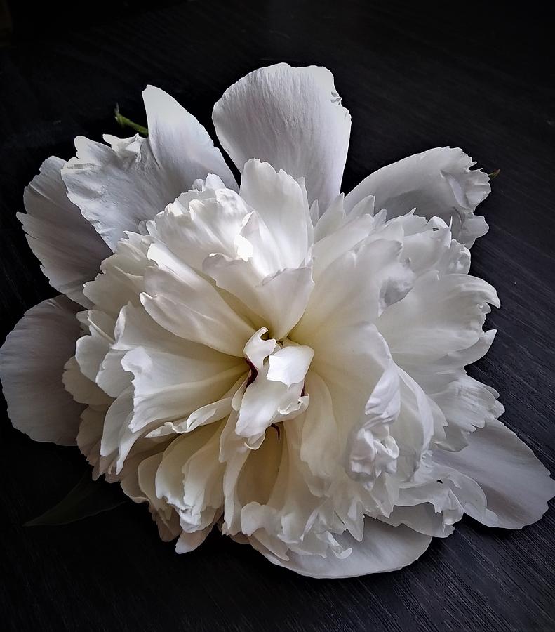 Flowers Still Life Photograph - Peony Purity by Julie Grace