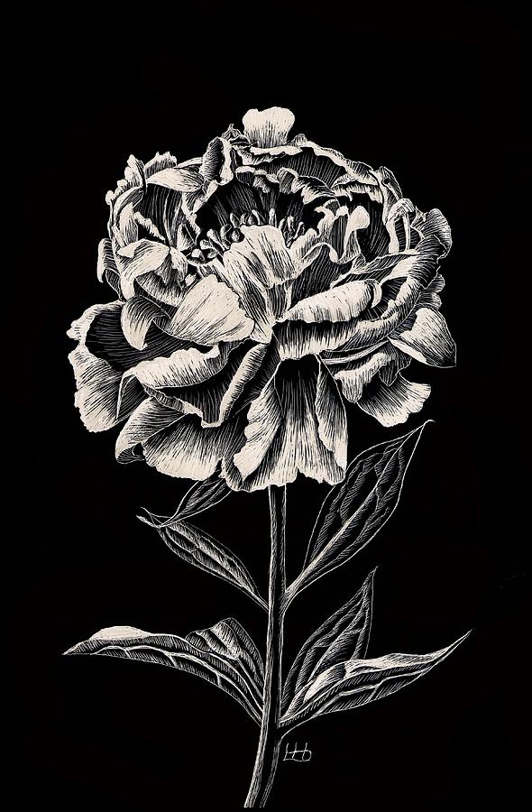 Peony Rose Drawing by Lynne Henderson