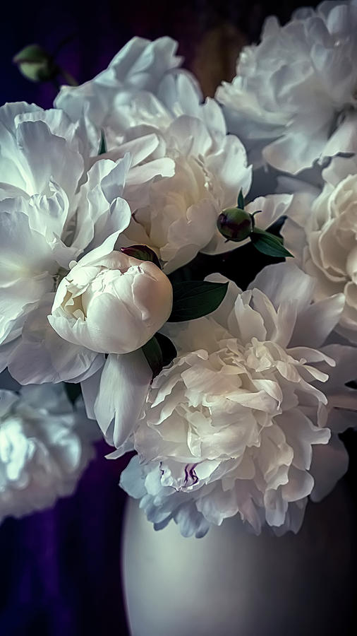 Flower Photograph - Peony Series 19 - Color by Darlene Kwiatkowski
