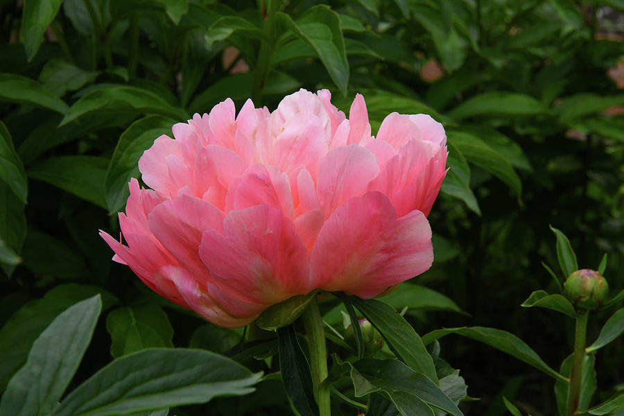 Peony Spring 1 Photograph by Robert Tubesing - Fine Art America