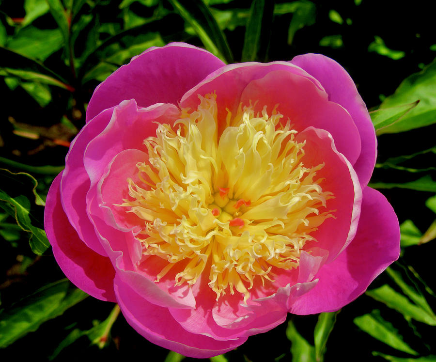 Peony Photograph by Stephanie Moore