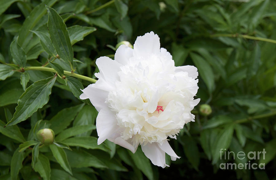 Peony White and background No. 7401 Photograph by Sherry Hallemeier