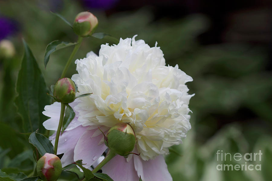 Peony White No. 6700 Photograph by Sherry Hallemeier