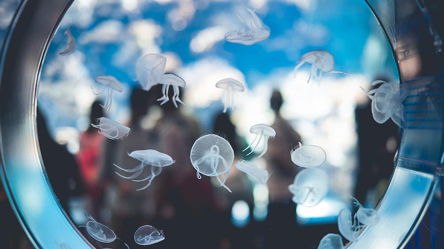 People focus on the jellyfish Photograph by Jimmy LL Tsang