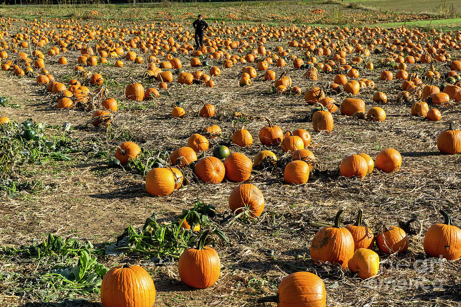 People pick out their Halloween pumpkins from a pumpkin patch at Photograph by William Kuta
