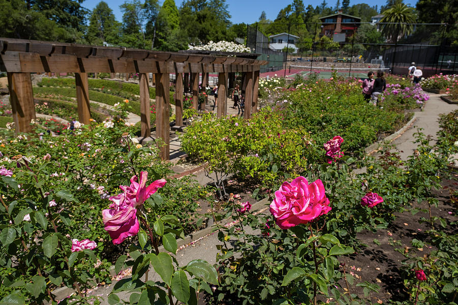 People touring the Berkeley Rose Garden, California Photograph by David L Moore