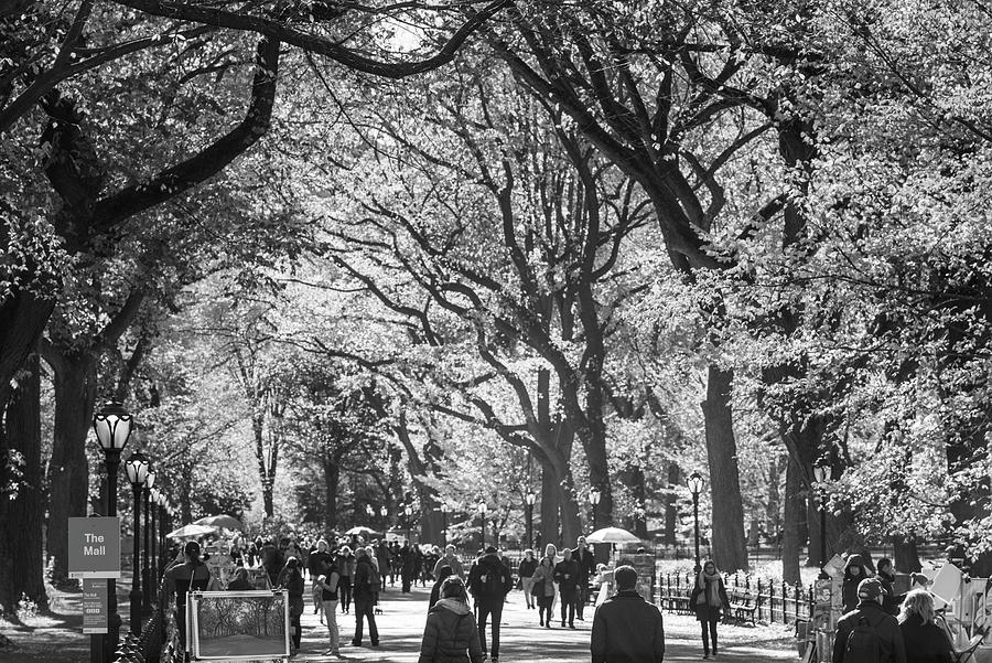 People walking in a park, Central Park Mall, Central Park, Manhattan, New York City, New York State, Photograph by Panoramic Images