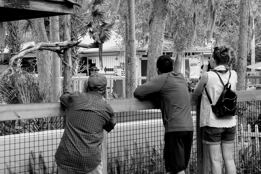 People with Cameras at the Zoo Photograph by Valerie Collins