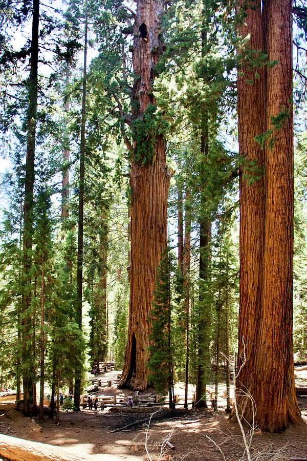 People with Sequoia Trees in Sequoia National Park, California. Photograph by Ruth Hager