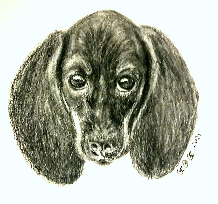Dog Drawing - Pepe by George I Perez