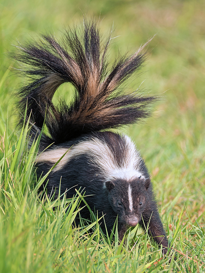 Pepe le Pew Photograph by Loree Johnson
