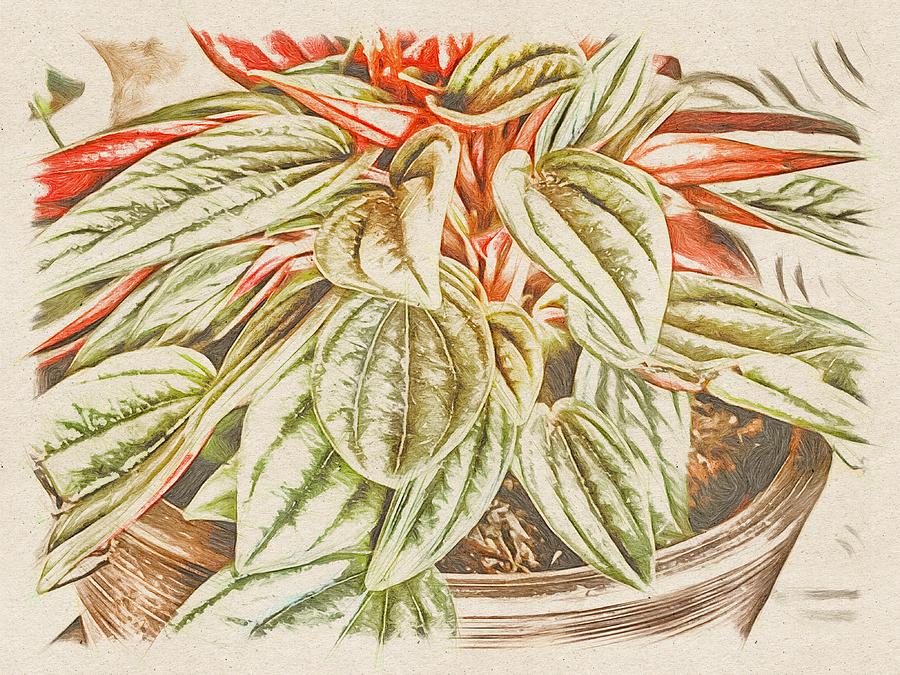 Peperomia Drawing by Bonnie Bruno