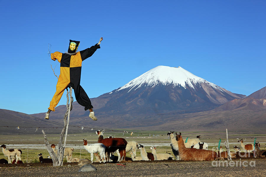 Pepino guarding llamas and Parinacota volcano Bolivia Photograph by James Brunker