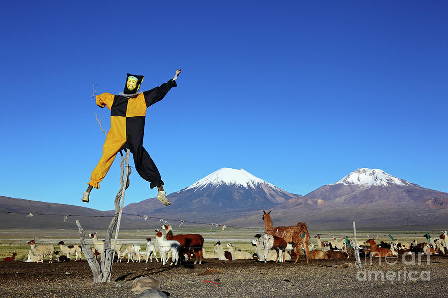 Pepino guarding llamas and Payachatas volcanos Bolivia Photograph by James Brunker