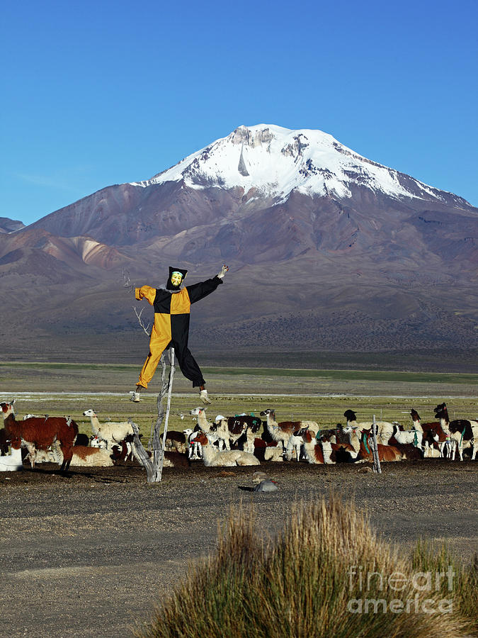 Pepino herd of llamas and Pomerape volcano Bolivia Photograph by James Brunker